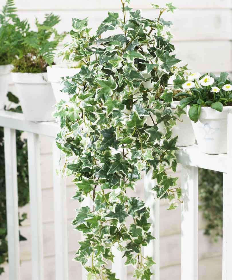 Edera Cadente Variegata  - Sconti per Fioristi e Aziende . - H 130 con 180 foglie