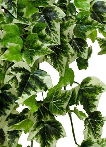 Edera Cadente Variegata  - Sconti per Fioristi e Aziende . - H 130 con 180 foglie