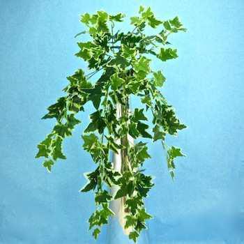Edera Cadente Variegata  - Sconti per Fioristi e Aziende . - H 130 con 180 foglie