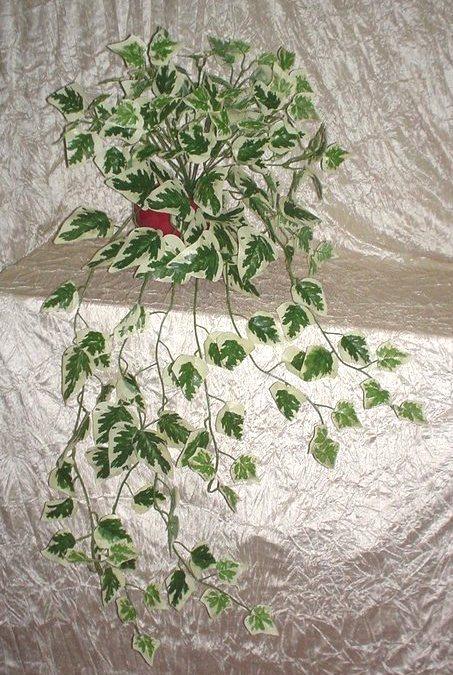Edera Cadente Variegata  - Sconti per Fioristi e Aziende . - H 130 con 180 foglie
