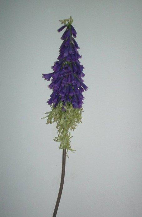 Kniphofia Selvatica H 110 - Sconti per Fioristi e Aziende