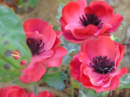 Anemone spray H 37 Artificiale in poliestere - Sconti per Fioristi e Aziende