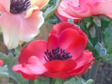 Anemone spray H 37 Artificiale in poliestere - Sconti per Fioristi e Aziende
