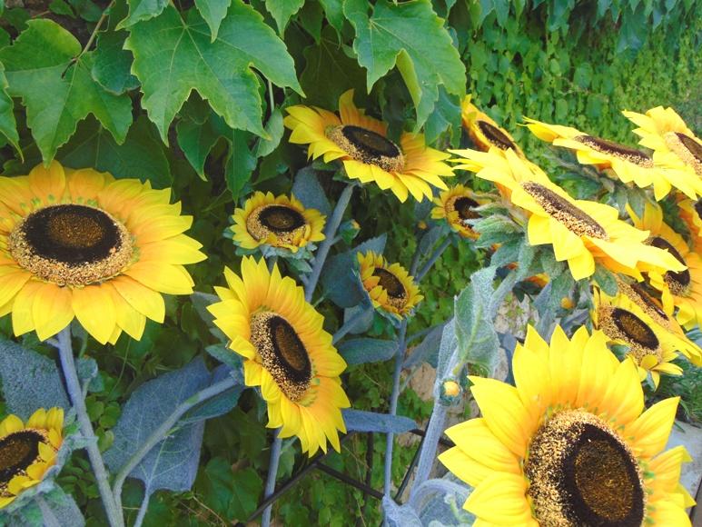 Girasole Artificiale x 3 H 95 - Sconti per Fioristi e Aziende . - stelo grosso