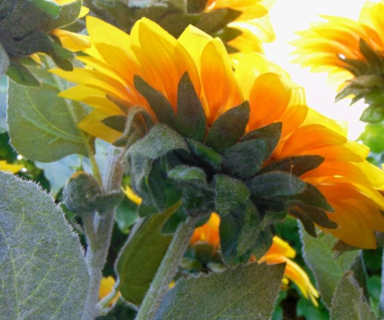 Girasole Artificiale x 3 H 95 - Sconti per Fioristi e Aziende . - stelo grosso
