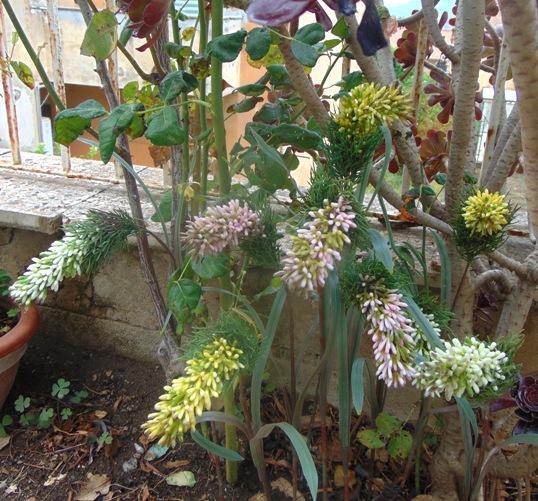 Privet Wild Gommato H 85 - Sconti per Fioristi e Aziende