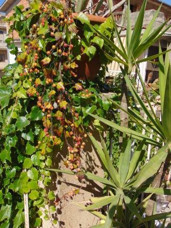 Ribes Cadente H 95 animato in 2 modelli - Sconti per Fioristi e Aziende .