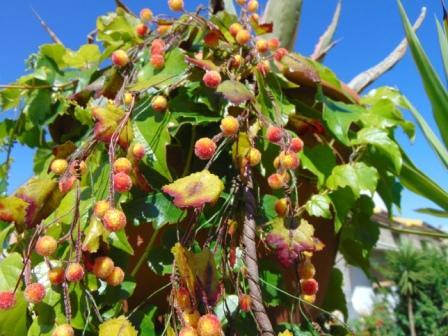 Ribes Cadente H 95 animato in 2 modelli - Sconti per Fioristi e Aziende .