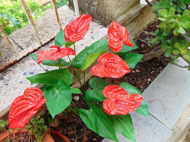 Anturium plant x 2 Artificiale in poliestere - Sconti per Fioristi e Aziende