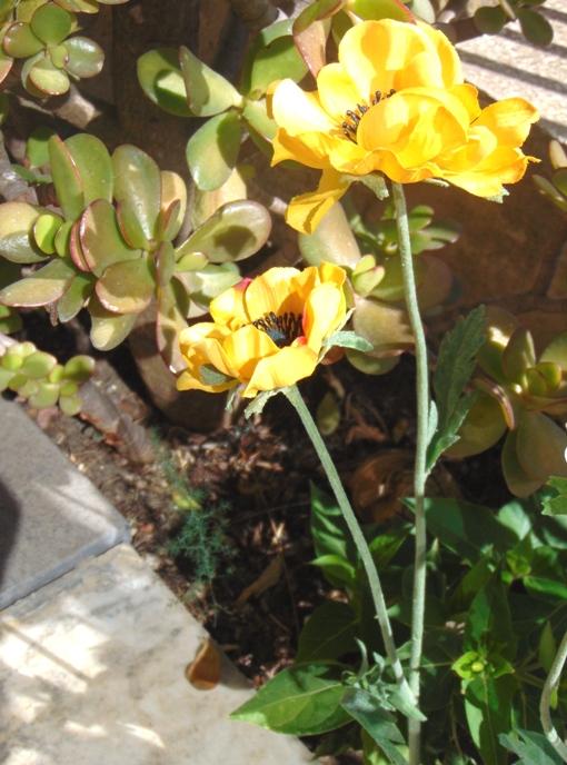 Anemoni spray x 2 H 56 in poliestere - Sconti per Fioristi e Aziende .