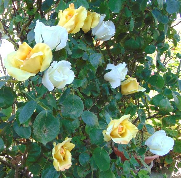 Bocciolo di rosa con 6 foglie in poliestere - Sconti per Fioristi e Aziende .