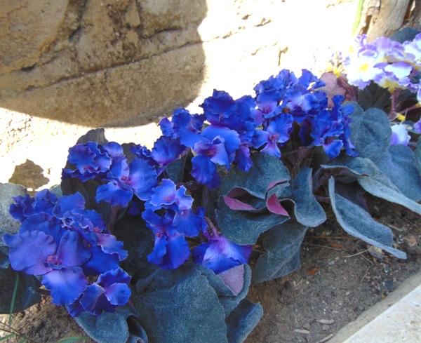 Sampaulia velvet bush Artificiale in poliestere - Sconti per Fioristi e Aziende