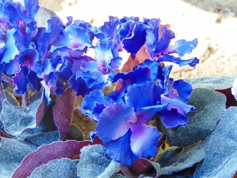Sampaulia velvet bush Artificiale in poliestere - Sconti per Fioristi e Aziende