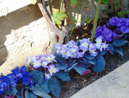 Sampaulia velvet bush Artificiale in poliestere - Sconti per Fioristi e Aziende