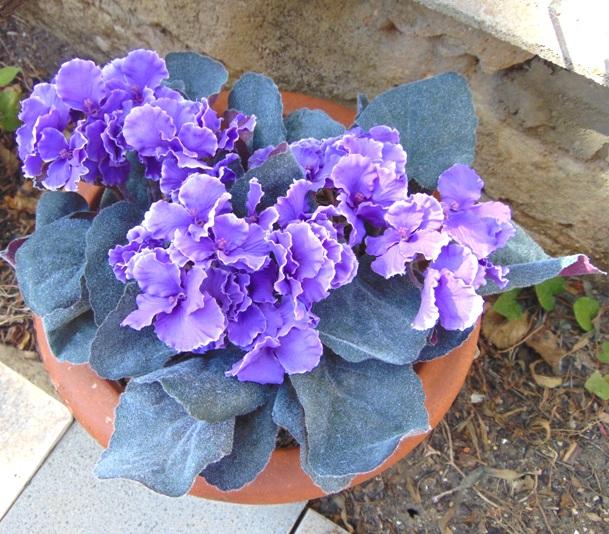 Sampaulia velvet bush Artificiale in poliestere - Sconti per Fioristi e Aziende