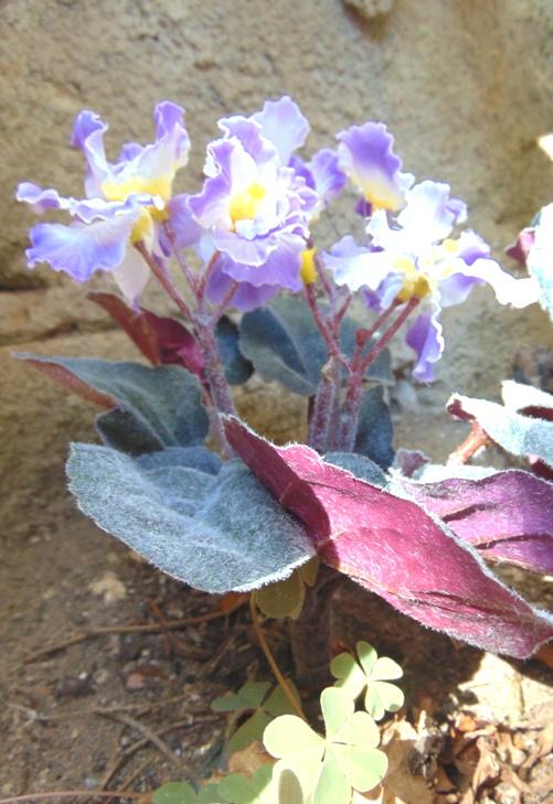 Sampaulia velvet bush Artificiale in poliestere - Sconti per Fioristi e Aziende