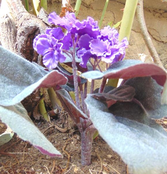Sampaulia velvet bush Artificiale in poliestere - Sconti per Fioristi e Aziende