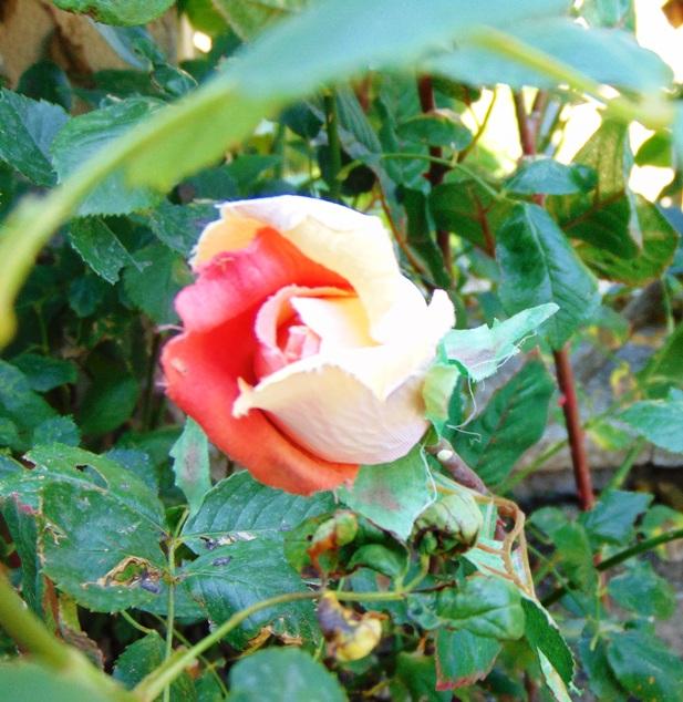 Bocciolo di rosa velvet in poliestere - Sconti per Fioristi e Aziende .