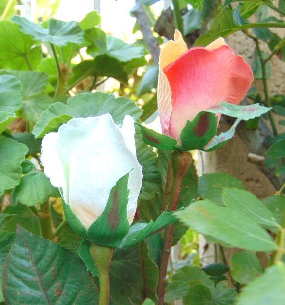 Bocciolo di rosa velvet in poliestere - Sconti per Fioristi e Aziende .