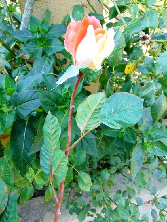 Bocciolo di rosa velvet in poliestere - Sconti per Fioristi e Aziende .