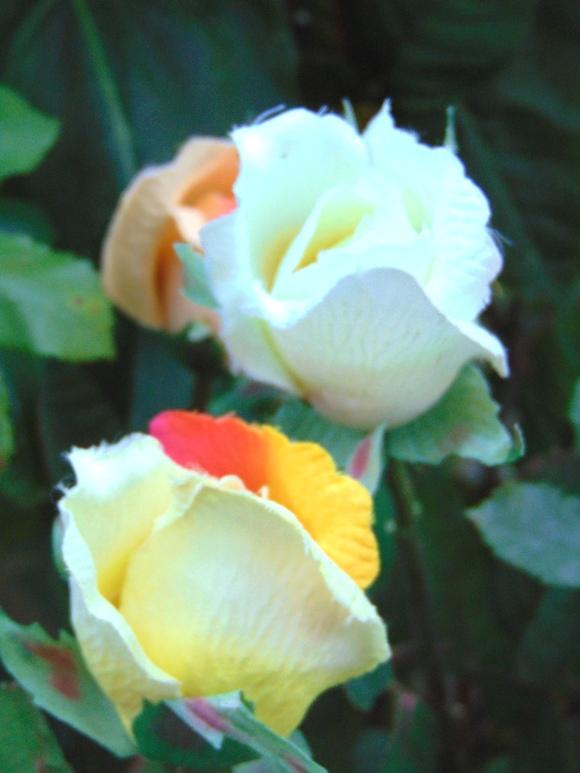 Bocciolo di rosa velvet in poliestere - Sconti per Fioristi e Aziende .