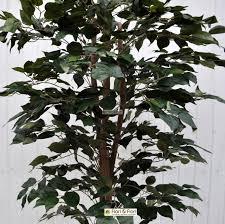 Ficus Benjamin x 43 verde - Sconti per Fioristi e Aziende - Artificiale