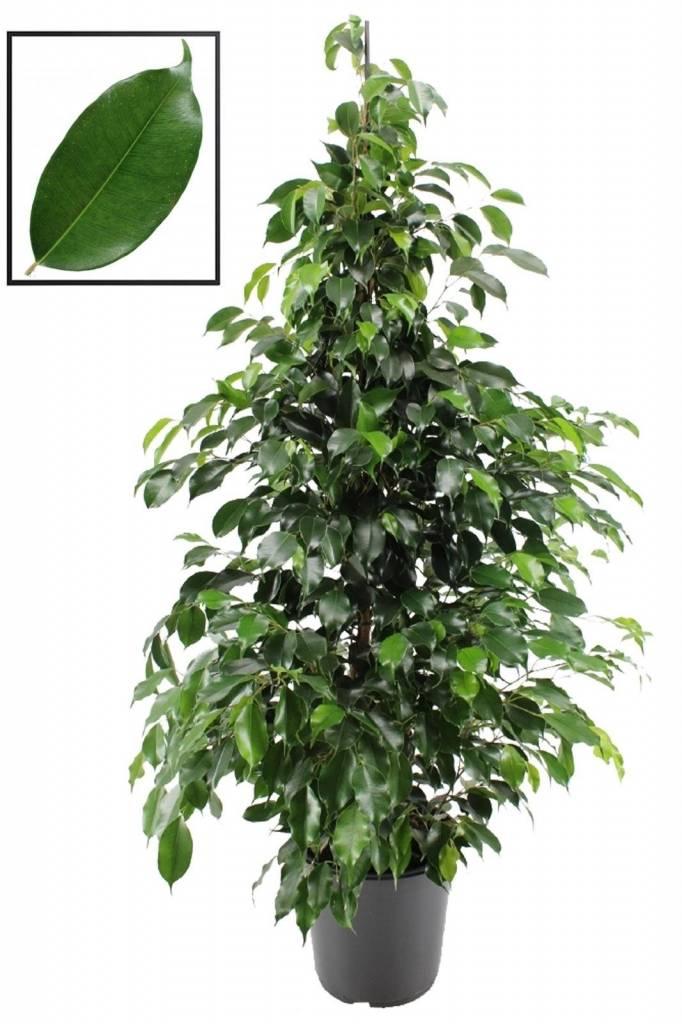 Ficus Benjamin x 43 verde - Sconti per Fioristi e Aziende - Artificiale