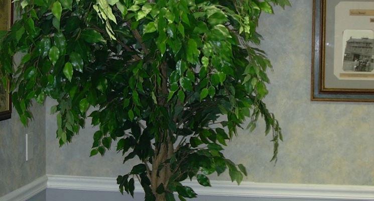 Ficus Benjamin x 43 verde - Sconti per Fioristi e Aziende - Artificiale