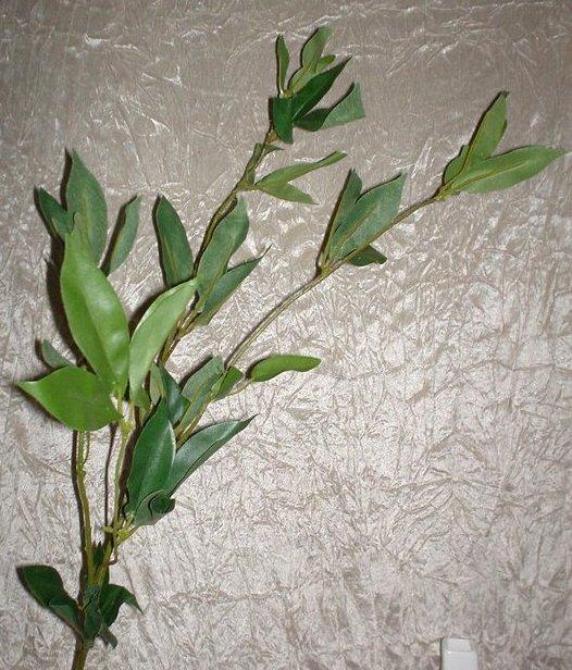 Ficus Benjamin x 4 vegetante - Sconti per Fioristi e Aziende - In poliester