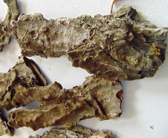 Corteccia di Pino Naturale - Sconti per Fioristi e Aziende . -  busta gr. 500
