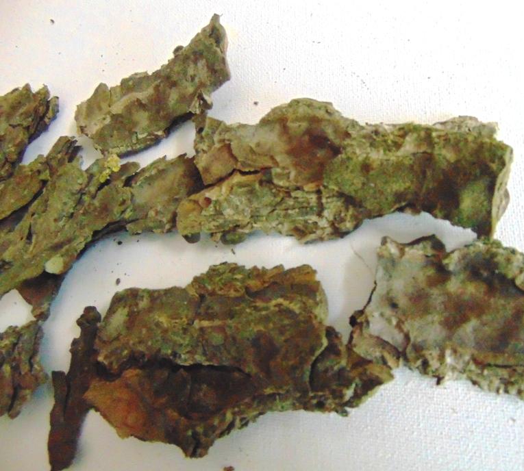 Corteccia di Pino Naturale - Sconti per Fioristi e Aziende . -  busta gr. 500