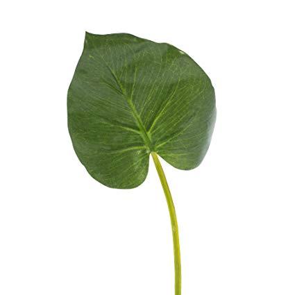 Foglia di Filodendro H 73 - Sconti per Fioristi e Aziende . - Verde artificiale