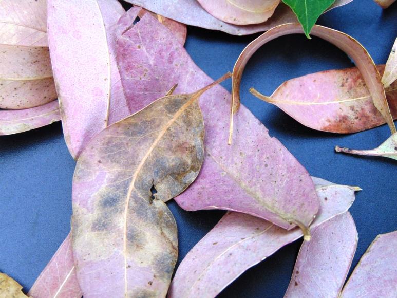 Foglie naturali di Eucaliptus rosa busta gr. 200 Sconti per Fioristi e Aziende