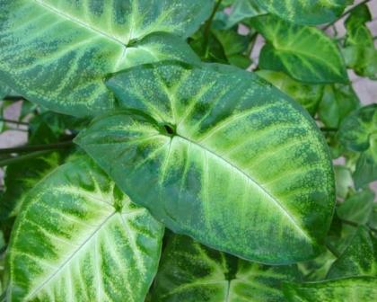 Foglia di Singonium H 56 - Sconti per Fioristi e Aziende . - Verde artificiale