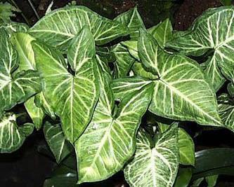Foglia di Singonium H 56 - Sconti per Fioristi e Aziende . - Verde artificiale