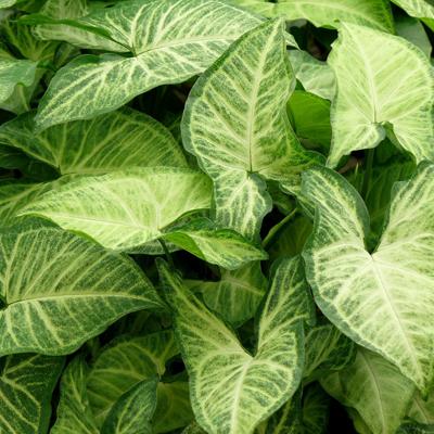 Foglia di Singonium H 56 - Sconti per Fioristi e Aziende . - Verde artificiale