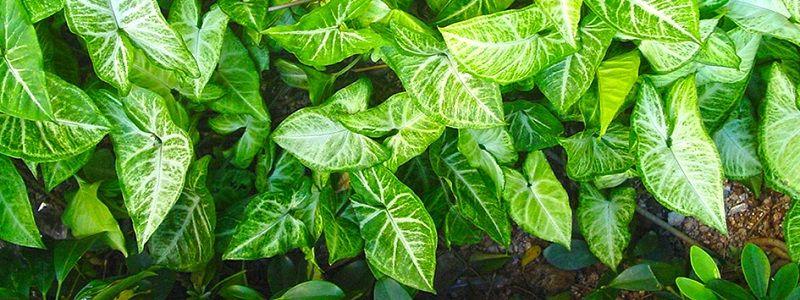 Foglia di Singonium H 56 - Sconti per Fioristi e Aziende . - Verde artificiale