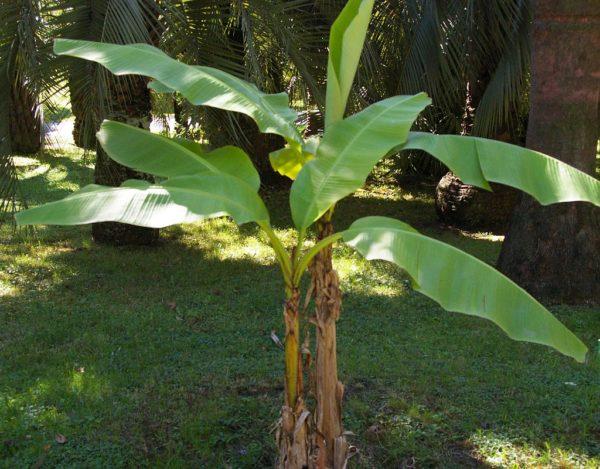 Foglia di Banano H 130  - Sconti per Fioristi e Aziende - in Poliestere