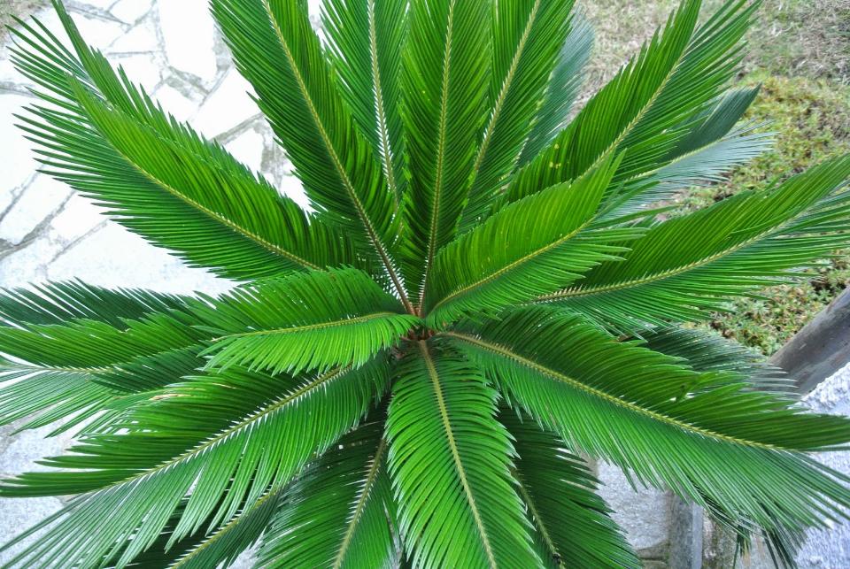 Foglia di Cycas in gomma - Sconti per Fioristi e Aziende - Animato