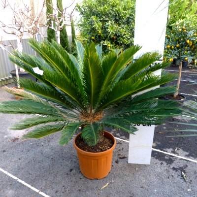 Foglia di Cycas in gomma - Sconti per Fioristi e Aziende . - Animato