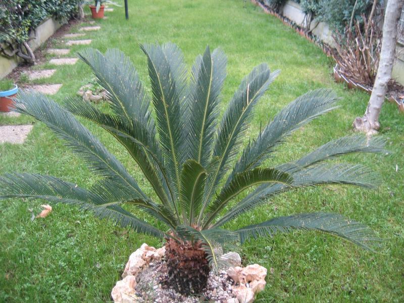 Foglia di Cycas in gomma - Sconti per Fioristi e Aziende . - Animato