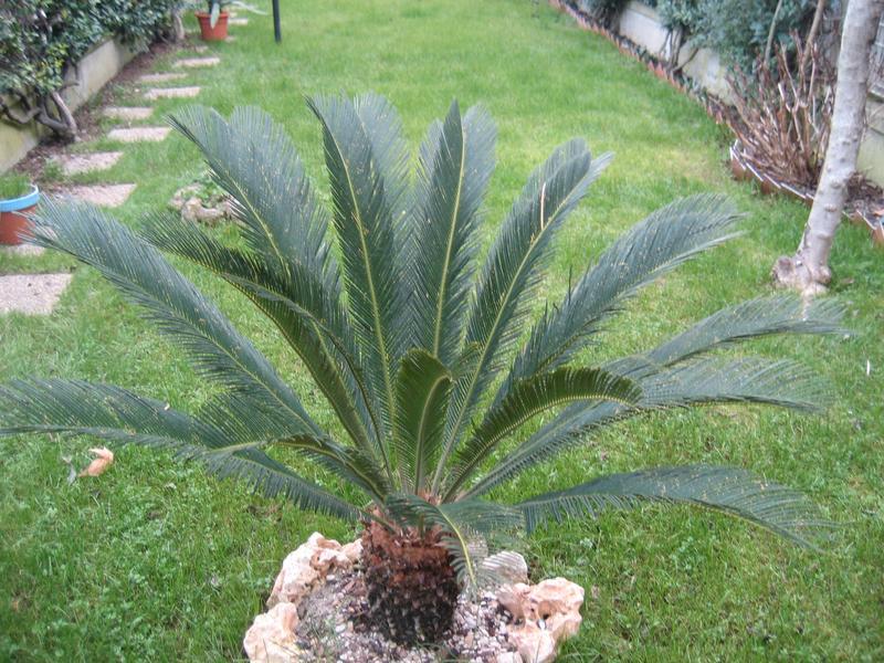 Foglia di Cycas in gomma - Sconti per Fioristi e Aziende - Animato