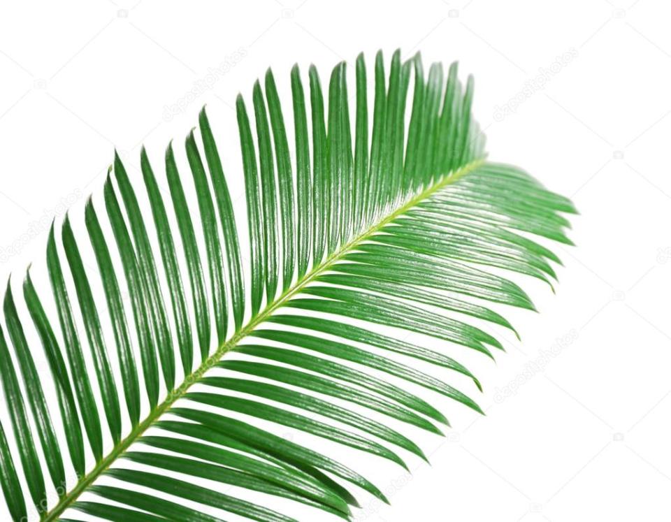Foglia di Cycas in gomma - Sconti per Fioristi e Aziende . - Animato