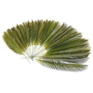 Foglia di Cycas in gomma - Sconti per Fioristi e Aziende . - Animato