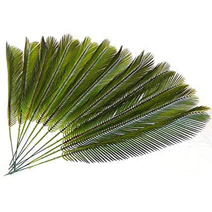 Foglia di Cycas in gomma - Sconti per Fioristi e Aziende . - Animato