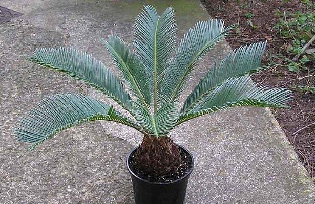 Foglia di Cycas in gomma - Sconti per Fioristi e Aziende . - Animato