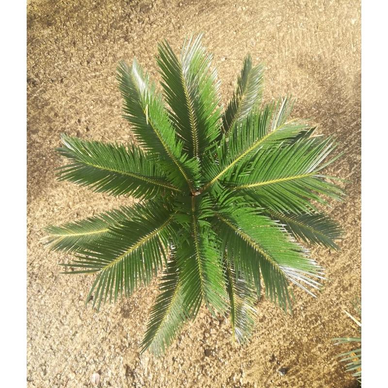 Foglia di Cycas in gomma - Sconti per Fioristi e Aziende . - Animato