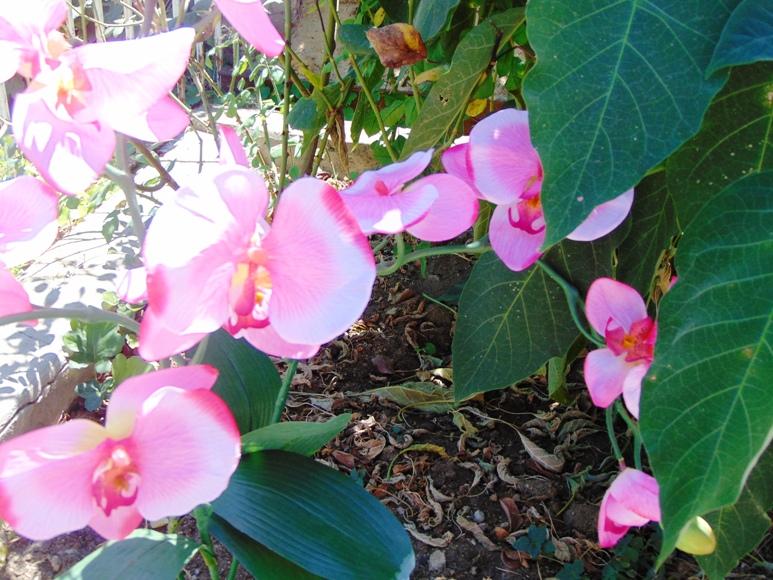 Orchidea Papillon x 6 Large H 120 Pink - Sconti per Fioristi e Aziende .