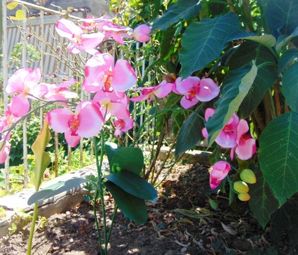 Orchidea Papillon x 6 Large H 120 Pink - Sconti per Fioristi e Aziende .