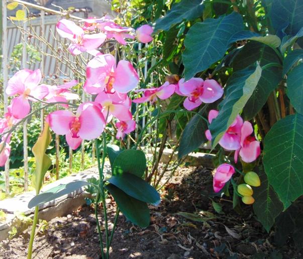 Orchidea Papillon x 6 Large H 120 Pink - Sconti per Fioristi e Aziende